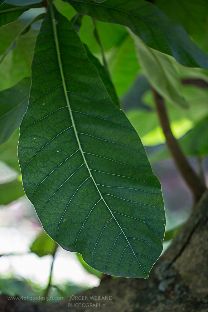 Anacardium orientale Ostindischer Tintenbaum Marking Nut.jpg