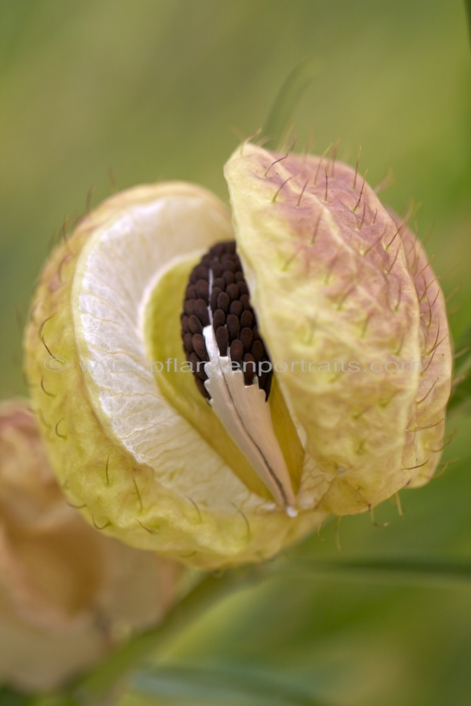 Gomphocarpus physocarpus Balloon milkweed.jpg