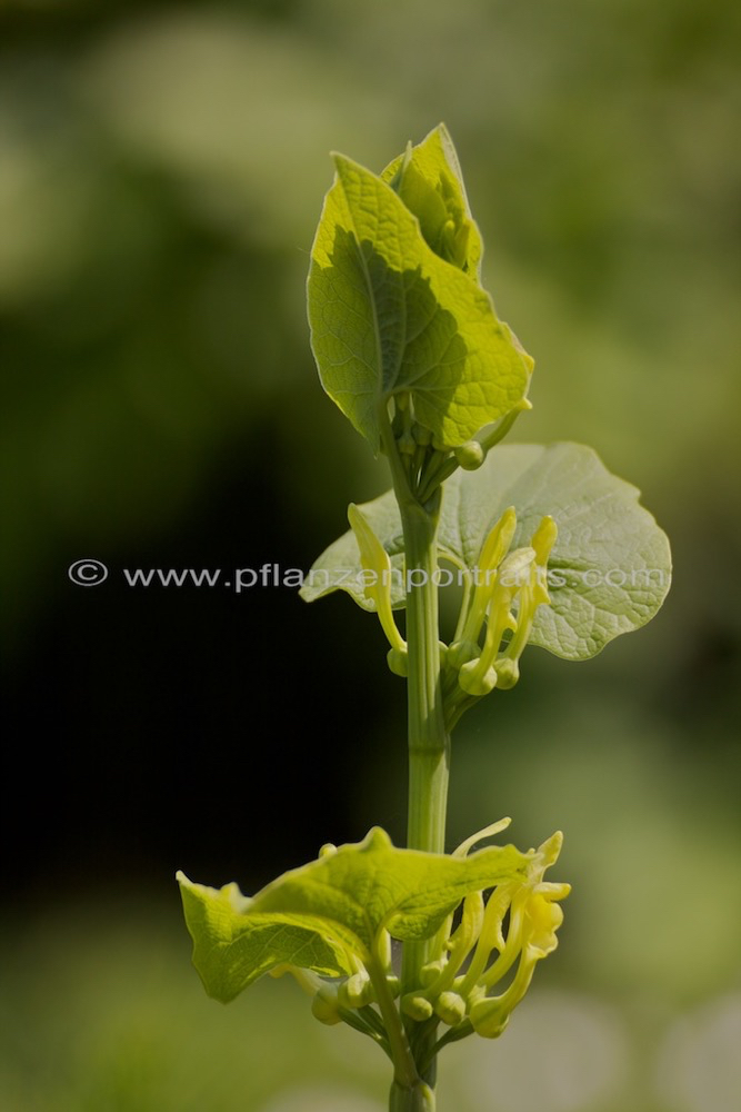Aristolochia clematitis Osterluzei European Birthwort 2.jpg