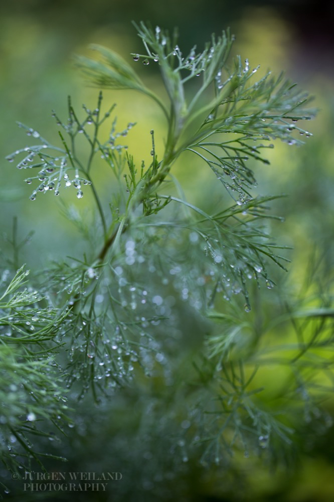 Artemisia abrotanum Eberraute.jpg