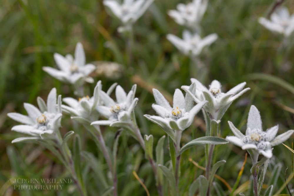 Leontopodium alpinum Edelweiss.jpg