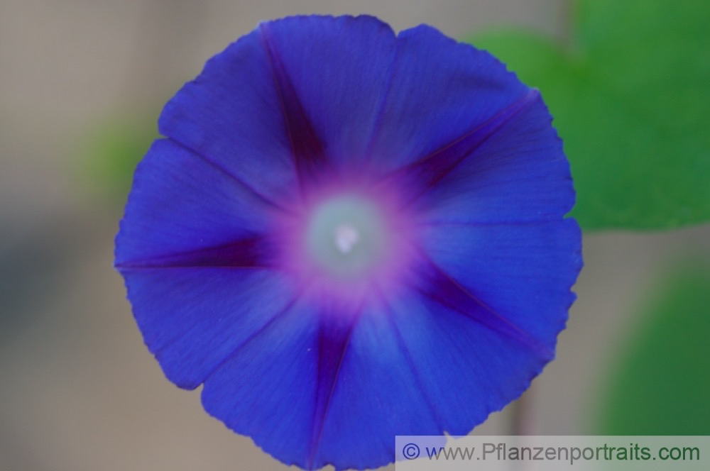 Ipomea purpurea Purpur-Prunkwinde Common Morning Glory.jpg