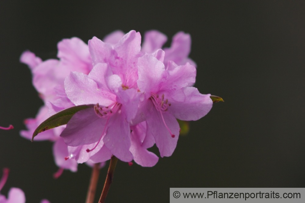 Rhododendron praecox Alpenrose Azalea.jpg