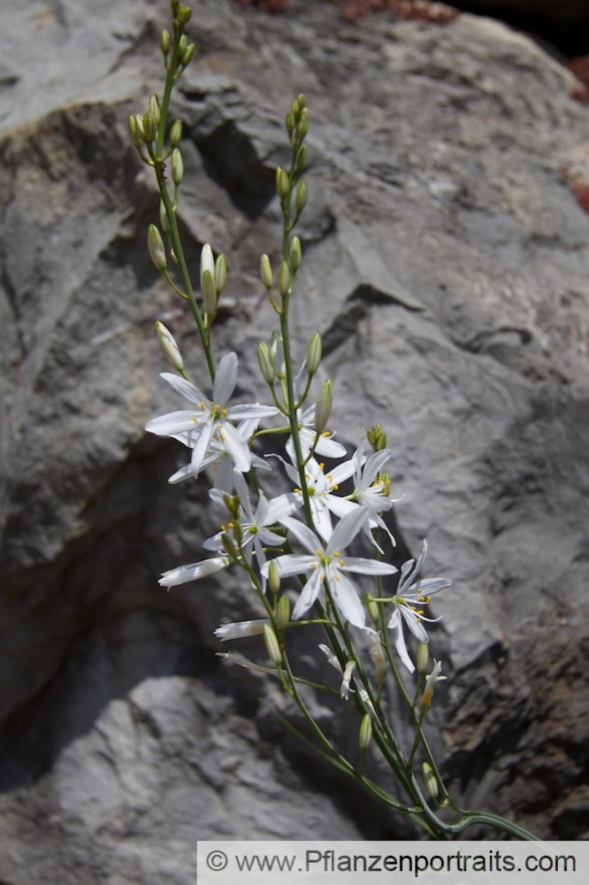 Anthericum liliago - Astlose Graslilie - St Bernards Lily.jpg