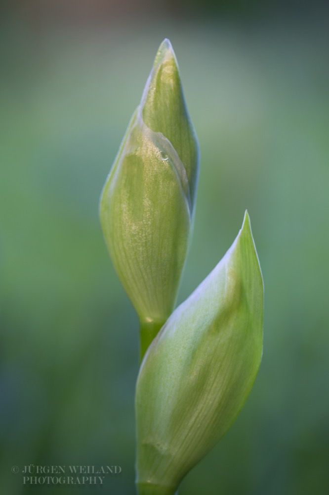 Iris germanica 3.jpg