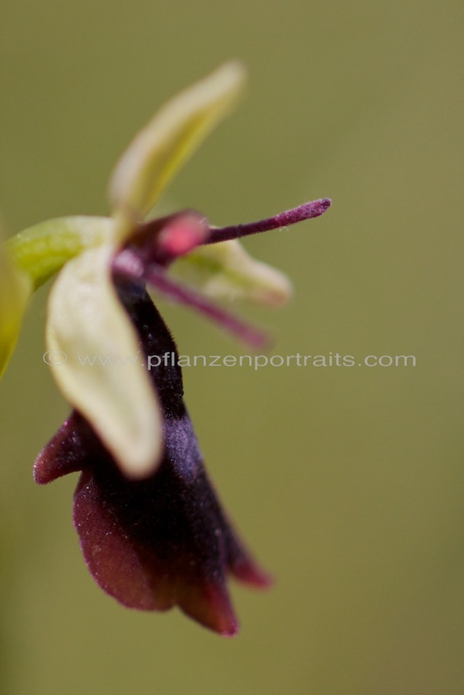 Ophrys insectifera D_Fliegen Ragwurz E_Fly Orchid.jpg