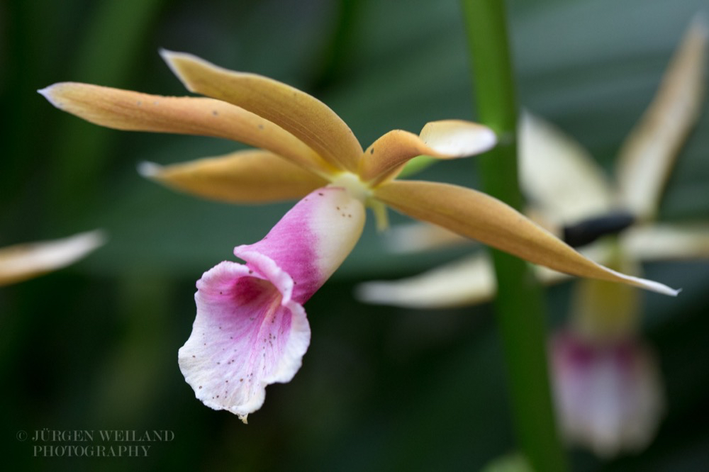 Phaius tancarvilleae Greater Swamp-orchid.jpg