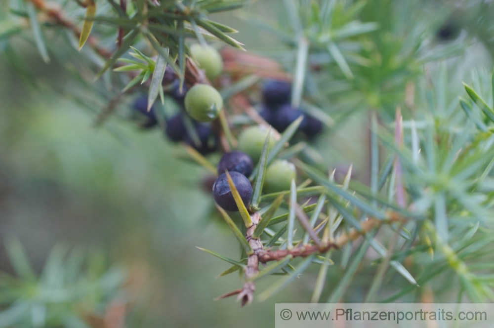 Juniperus communis Gewöhnlicher Wacholder Common Juniper 2.jpg