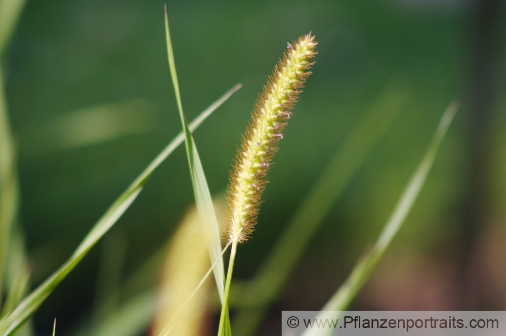 Echinochloa crus galli Hähnerhirse Barnyard Grass Cockspur.jpg