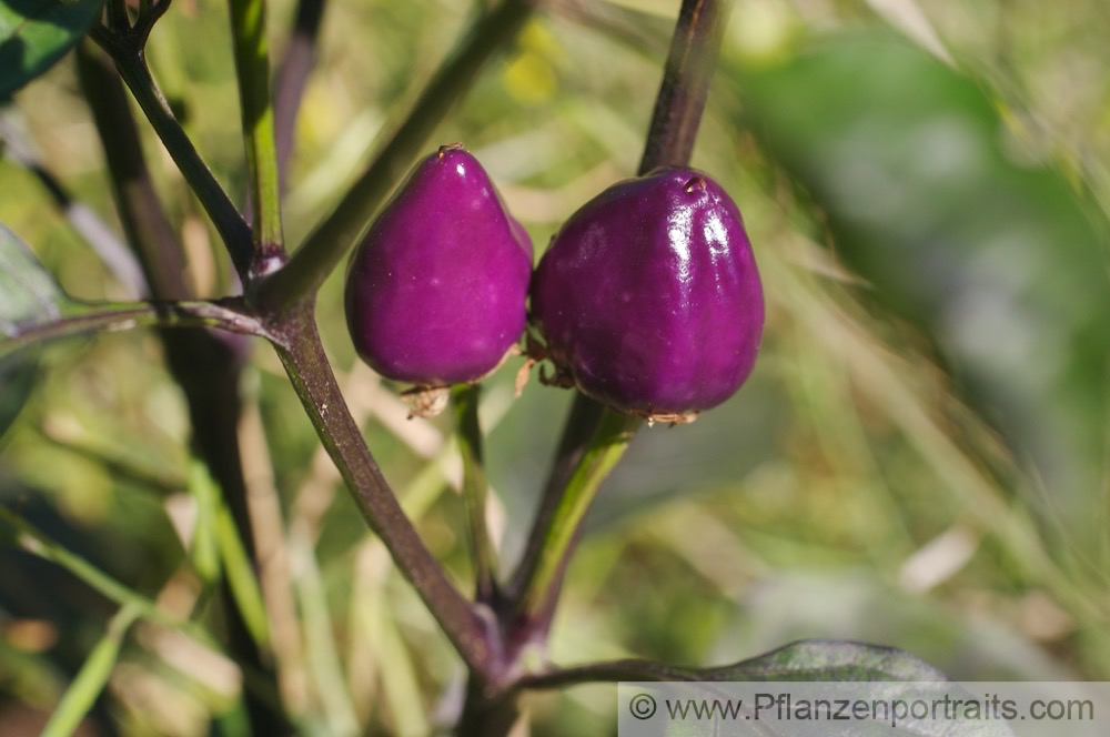 Capsicum Ecuador Purple Chilli Red Pepper. 2.jpg