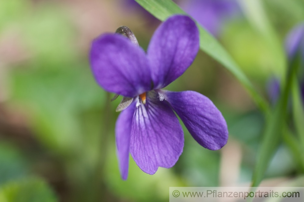 Viola odorata Märzveilchen Wohlriechendes Veilchen Sweet Violet.jpg