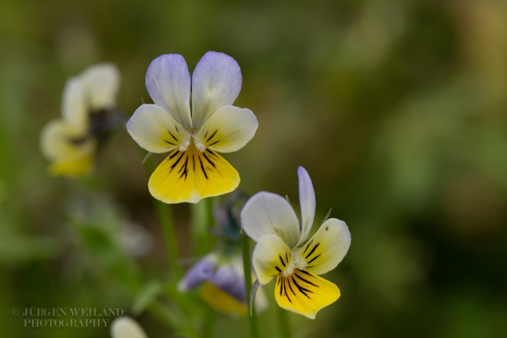 Viola tricolor Wildes Stiefmütterchen Heartsease Wild Pansy 4.jpg