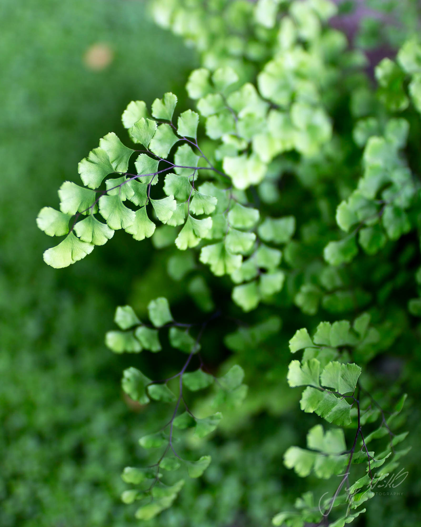 adiantum-2