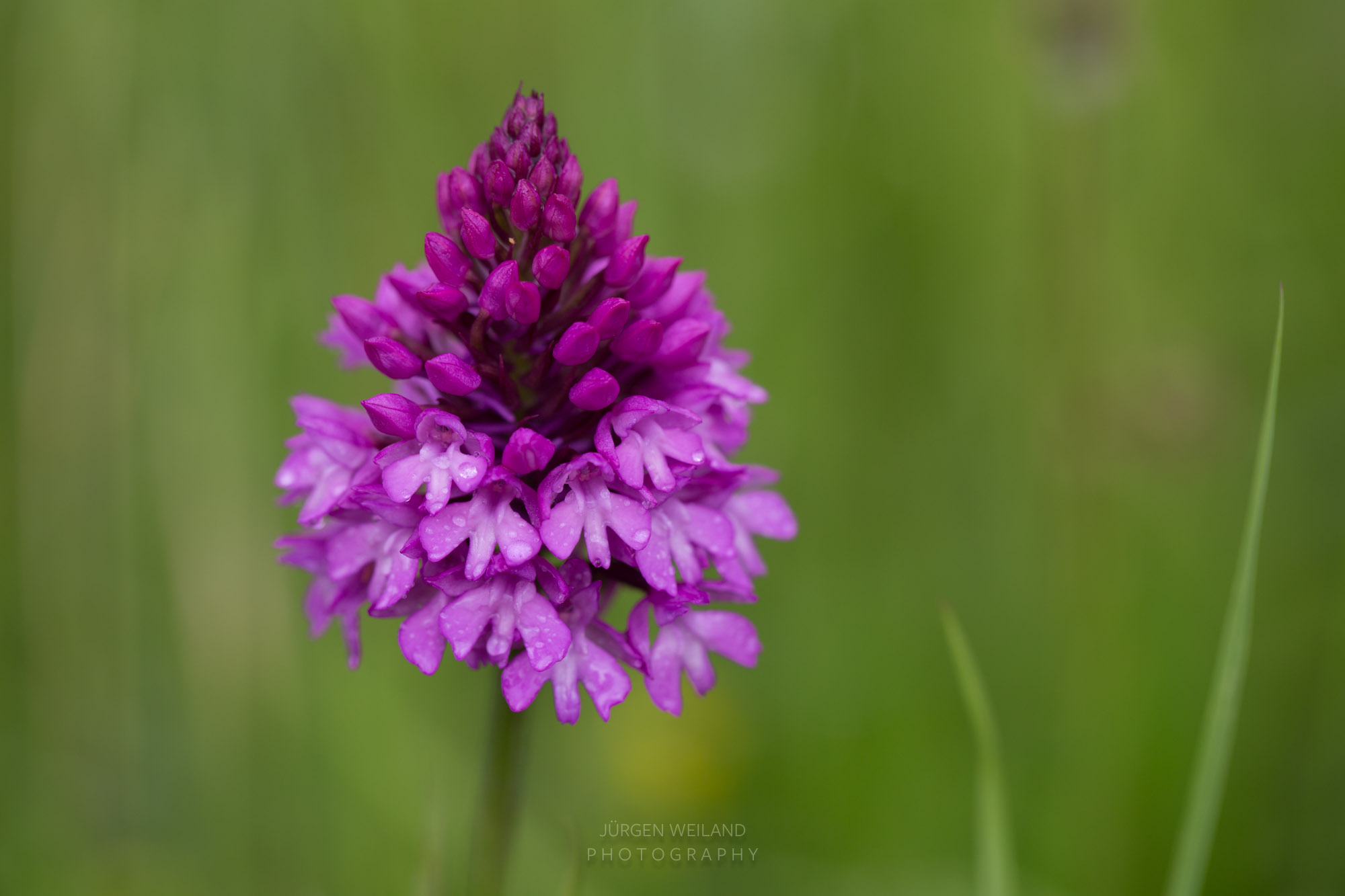 Anacamptis pyramidalis Pyramiden-Hundswurz-2