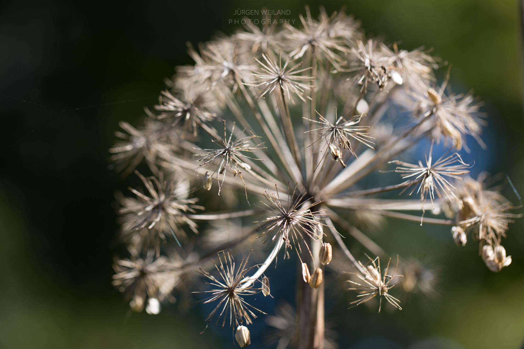 Angelica archangelica Engelwurz_