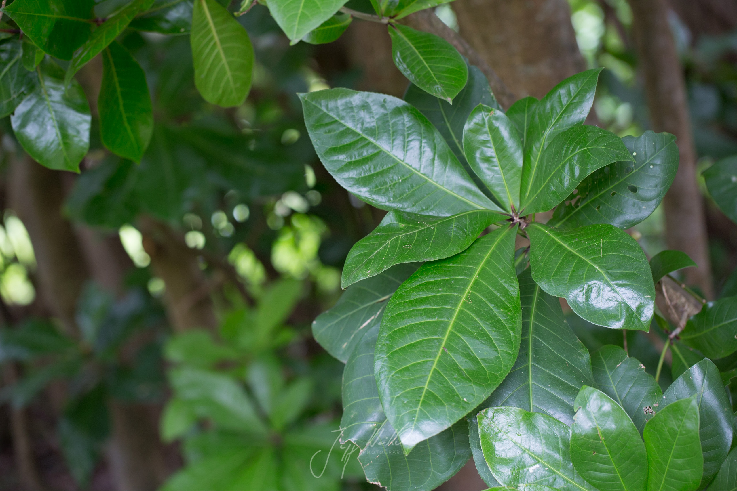 Barringtonia racemosa Powder puff tree-9