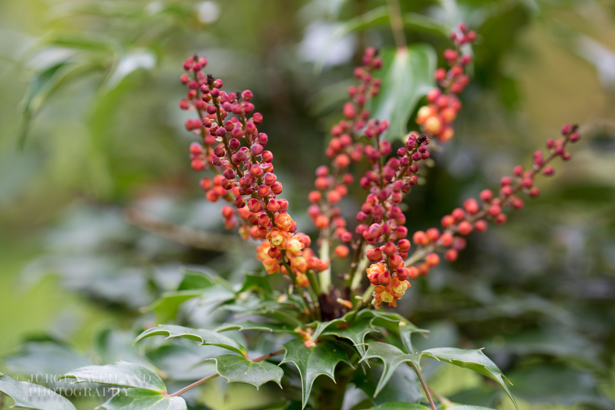 Berberis nitens Mahonia nitens