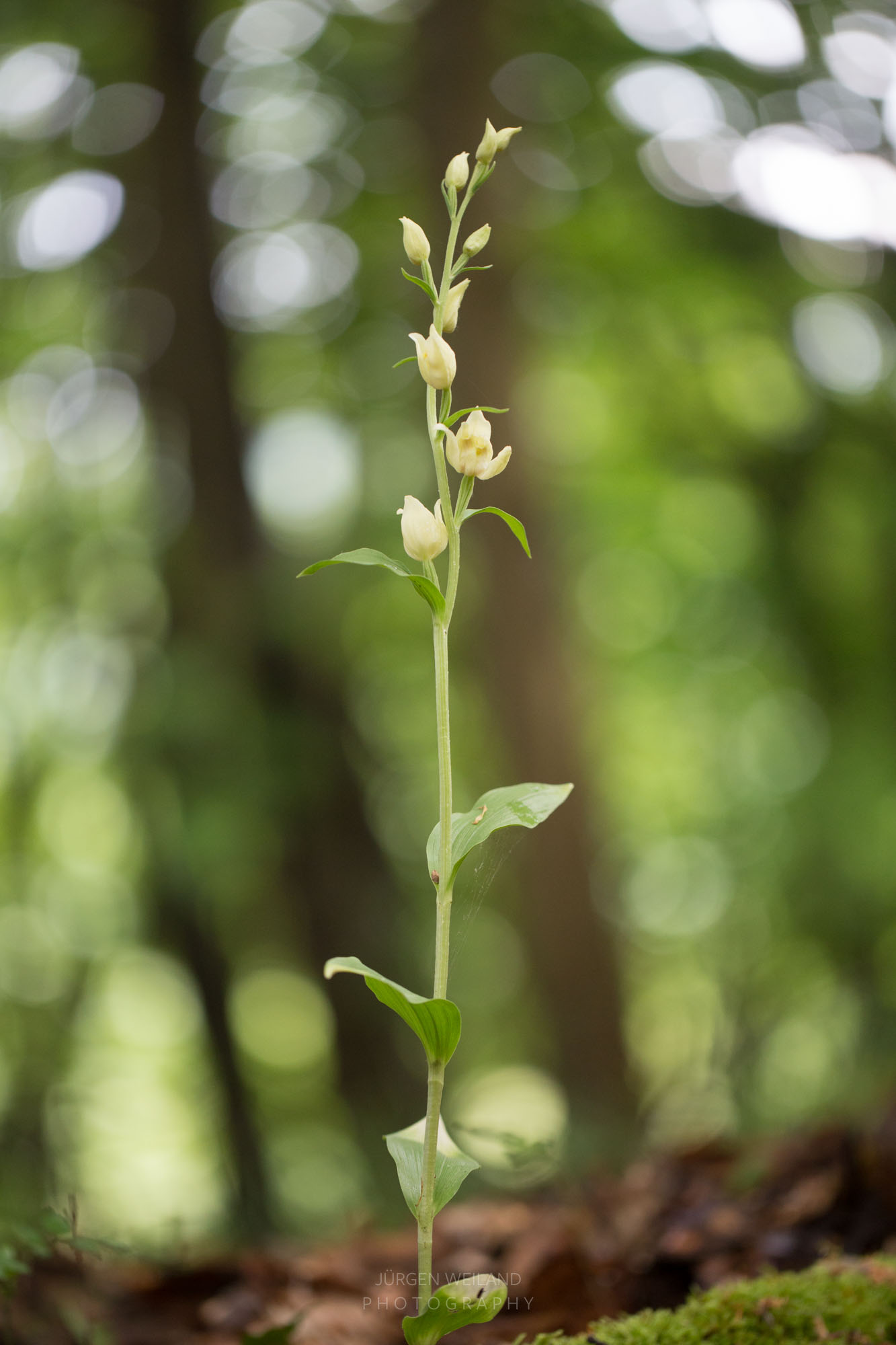 Cephalanthera damasonium Weißes Waldvöglein