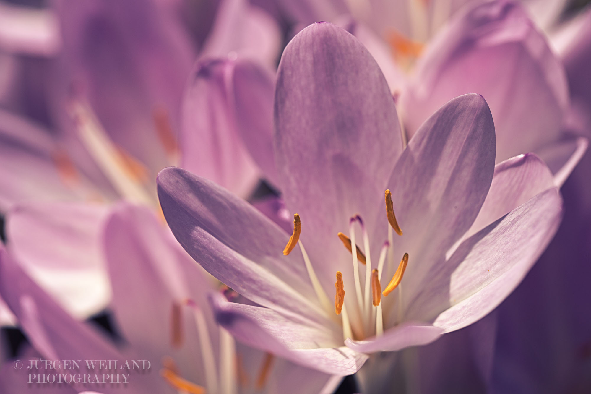 Colchicum2