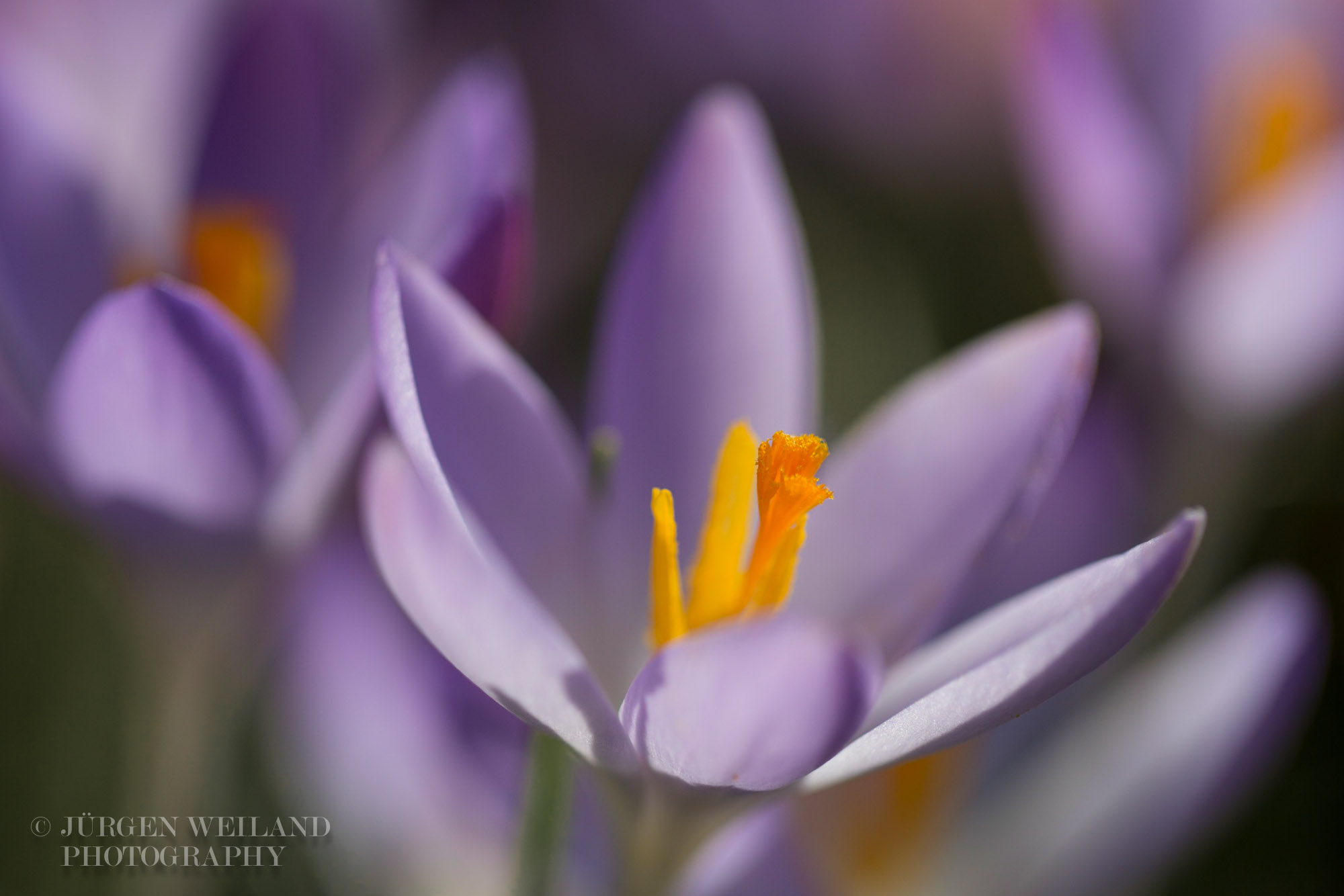 Crocus vernus Frühlingskrokus Spring crocus