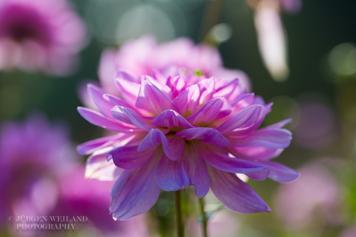 Dahlia Hybride cv. Bonner Universität