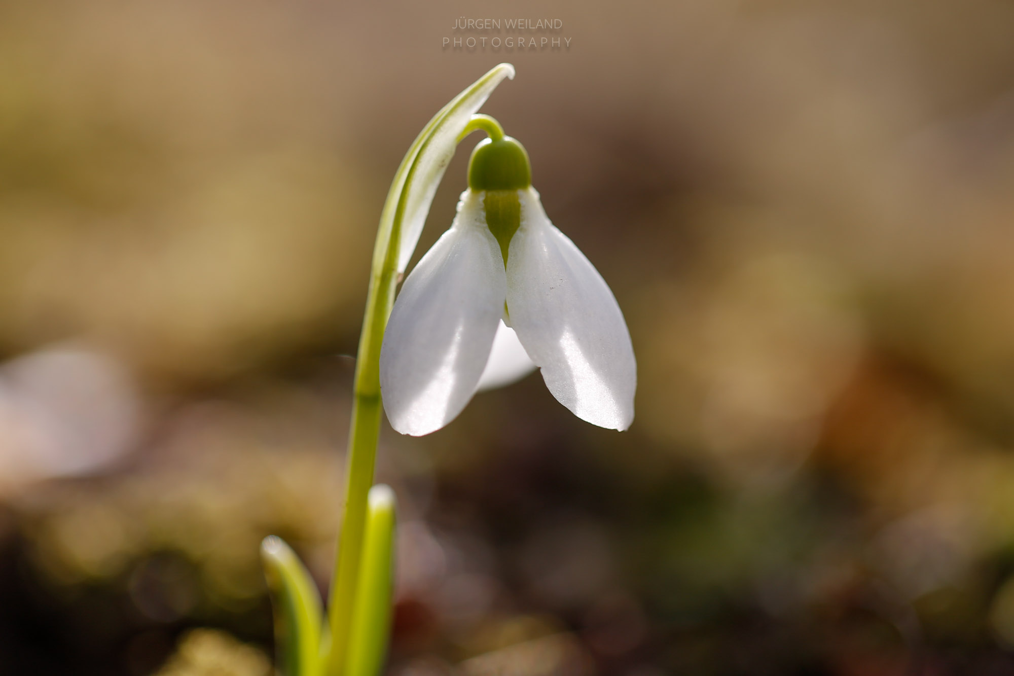 Galanthus nivalis Schneeglöckchen Common Snowdrop-2