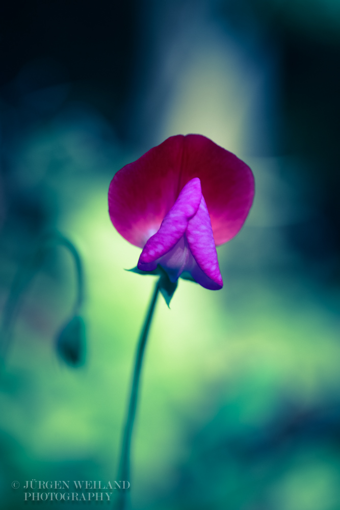 Lathyrus odoratus Duftwicke Sweet pea-3