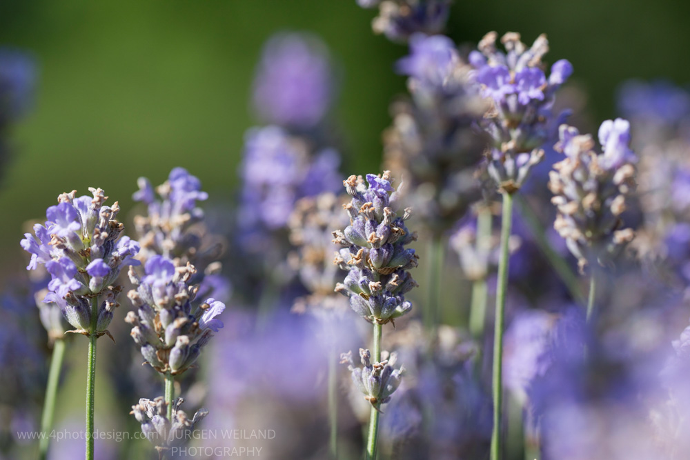 Lavandula angustifolia Echter Lavendel English Lavender