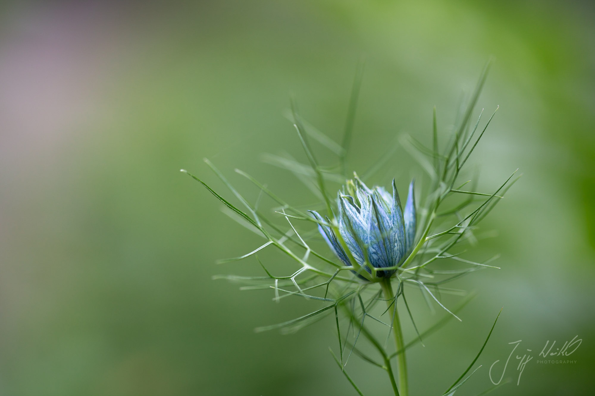 Nigella damascena Schwarzkümmel Love in a mist