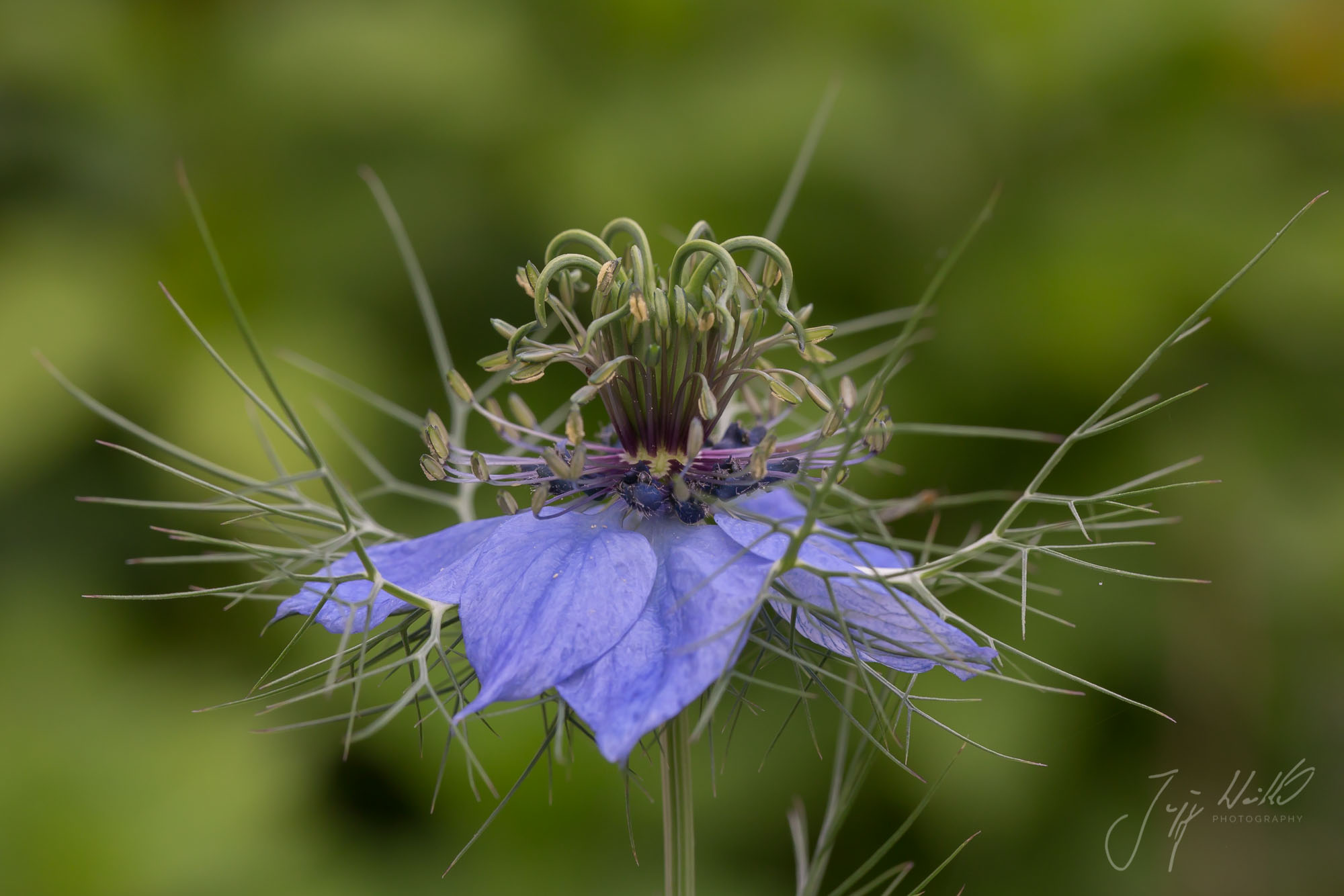 Nigella damascena Schwarzkümmel_