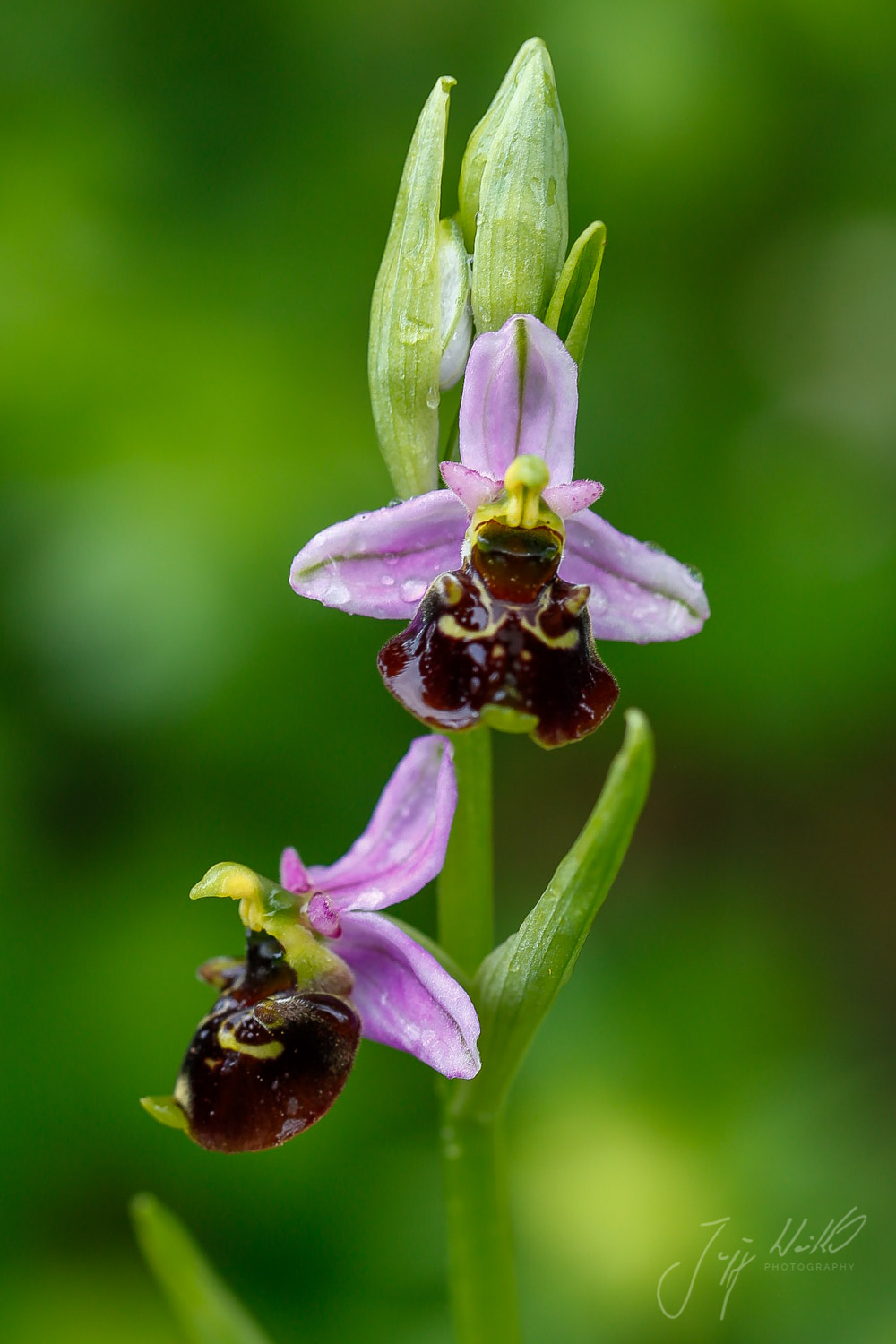 Ophrys holoserica Hummel-Ragwurz_