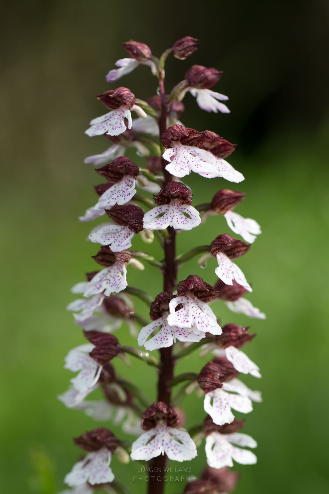 Orchis purpurea Purpur-Knabenkraut-5