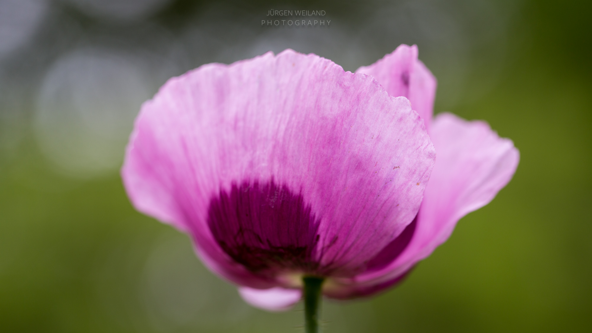 Papaver sominferum Schlafmohn Opium poppy_-2