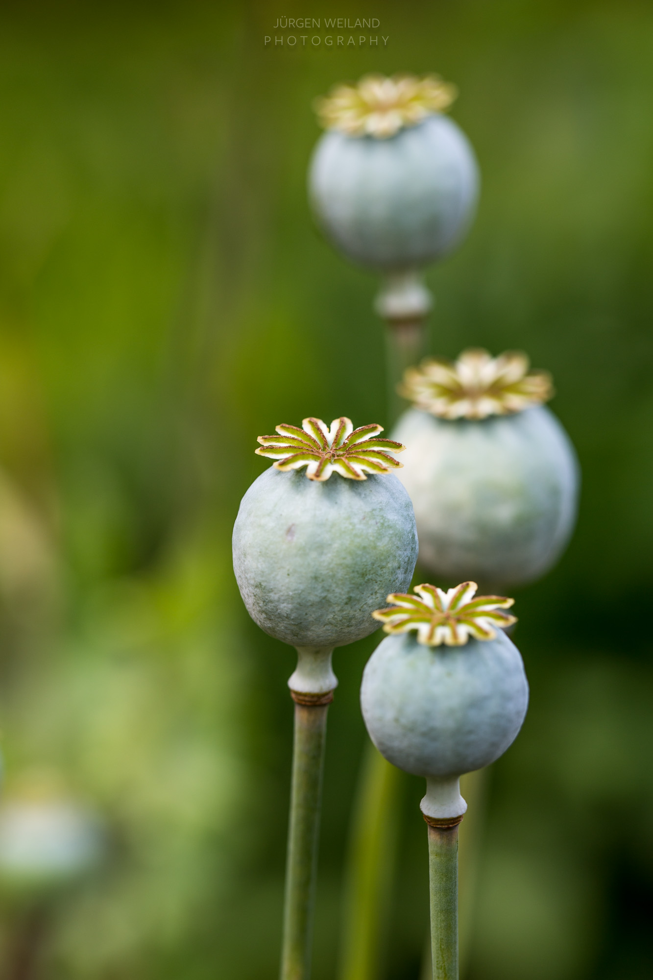 Papaver somniferum-2