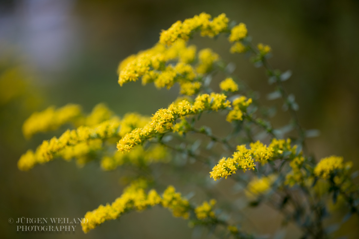 Solidago nemorialis Gray or Old-field Goldenrod