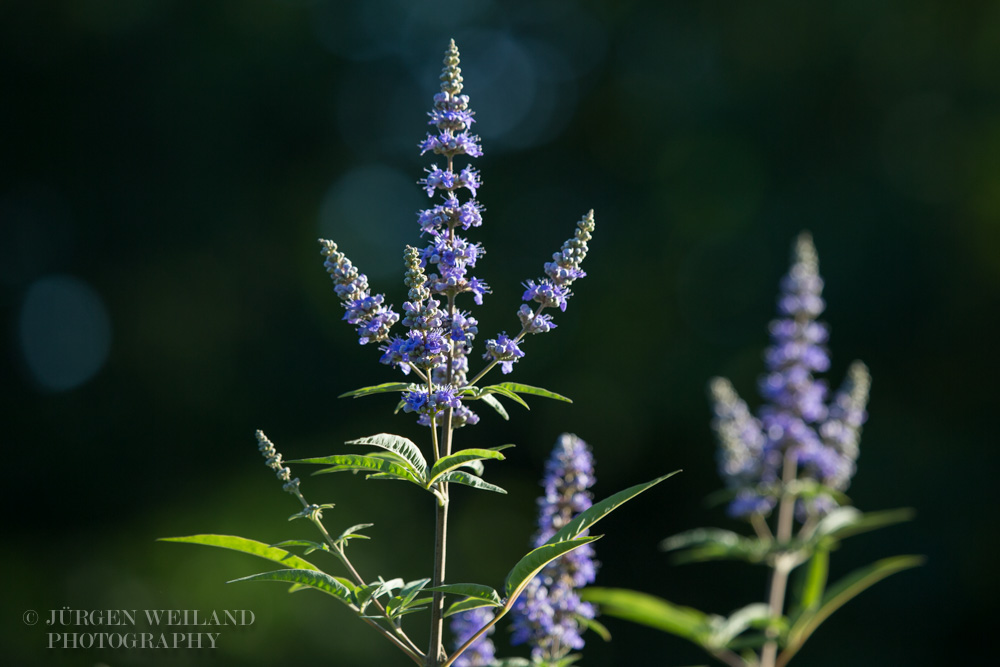 Vitex agnus-castus Mönchspfeffer