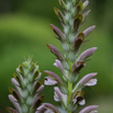 Acanthus hungaricus 2.jpg