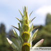 Acanthus hungaricus Ungarischer Akanthus Hungarian Bears Breeches.jpg