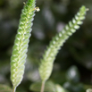 Fittonia gigantea.jpg