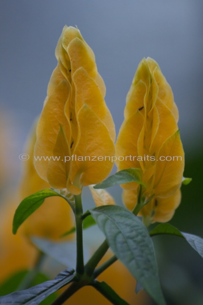 Pachystachys lutea Gelbe Dickaehre Golden Candle.jpg