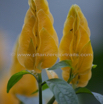 Pachystachys lutea Gelbe Dickaehre Golden Candle.jpg