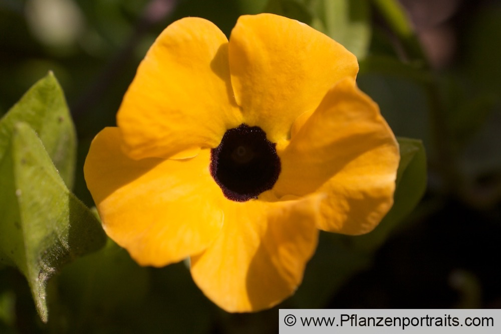 Thunbergia alata Schwarzäugige Susanne Black-Eyed Susan.jpg