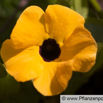 Thunbergia alata Schwarzäugige Susanne Black-Eyed Susan.jpg