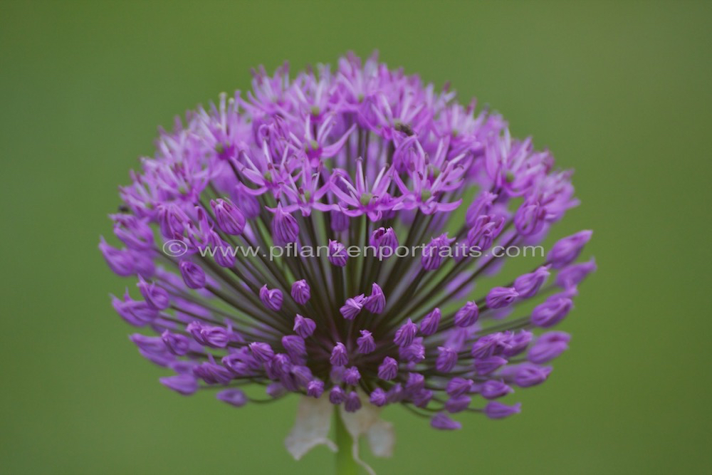 Allium hollandicum Zierlauch.jpg