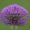 Allium hollandicum Zierlauch.jpg