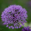 Allium hollandicum.jpg