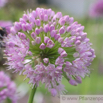 Allium nutans Nickender Lauch 2.jpg