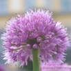 Allium nutans Nickender Lauch.jpg