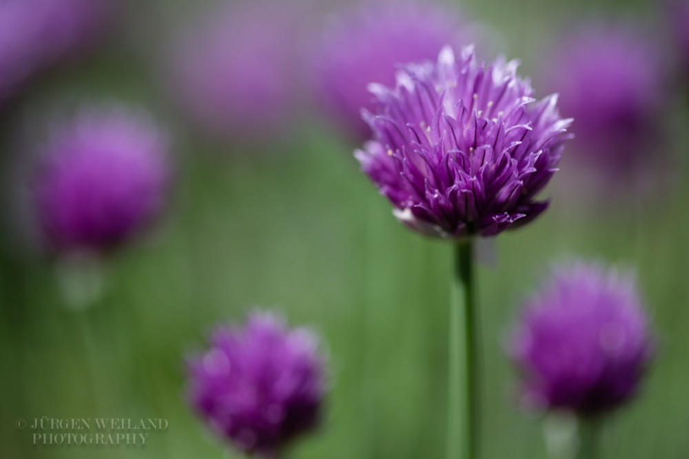 Allium schoenoprasum Schnittlauch Chives 2.jpg