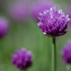 Allium schoenoprasum Schnittlauch Chives 2.jpg